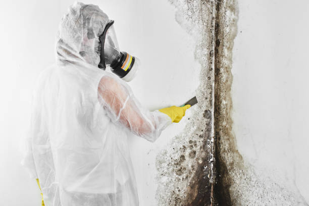 Best DIY Mold Remediation Support Services in Bellaire, TX