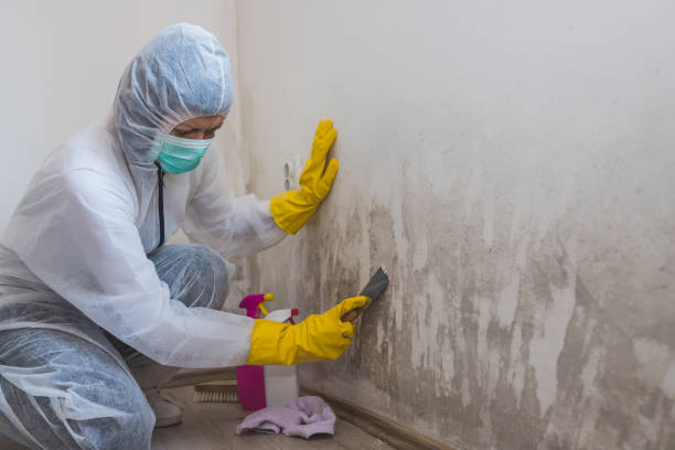 Trusted Bellaire, TX Mold Remediation Experts
