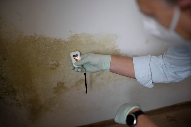 Best DIY Mold Remediation Support Services in Bellaire, TX