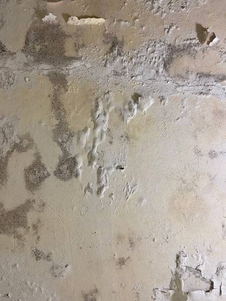 Best Commercial Mold Remediation in Bellaire, TX