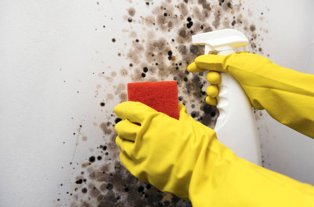 Best Mold Testing and Inspection Services in Bellaire, TX