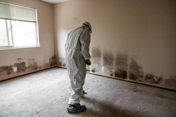 Best Residential Mold Remediation in Bellaire, TX