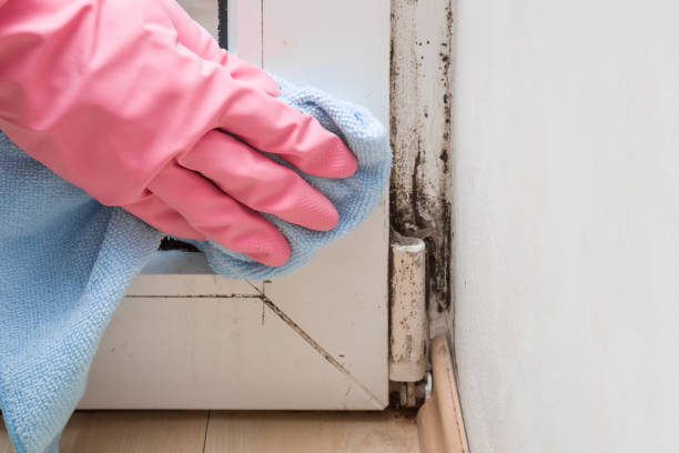 Best Bathroom Mold Remediation in Bellaire, TX